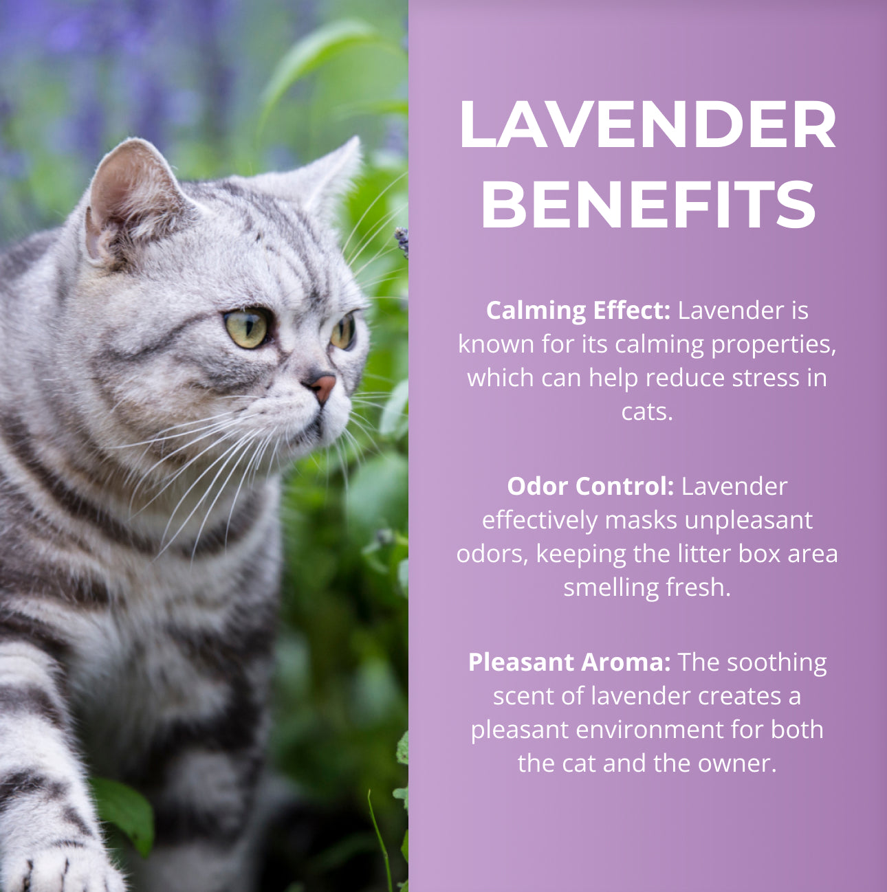 Natural Lavender Scented Cat Litter